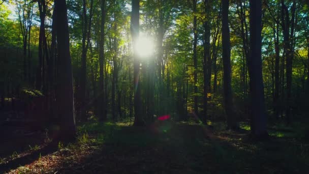 Árboles Bosque Otoñal Montaña Naturaleza Fondos Madera Verde — Vídeo de stock