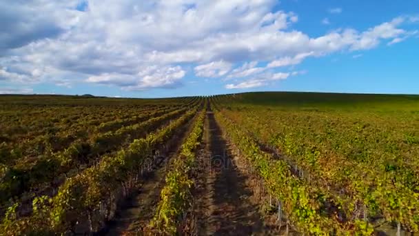 Vue aérienne du coucher du soleil sur les champs viticoles de la vallée, en Europe. Vidéo 