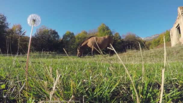 Kuda Ras Ras Memakan Rumput Musim Panas Pedesaan — Stok Video