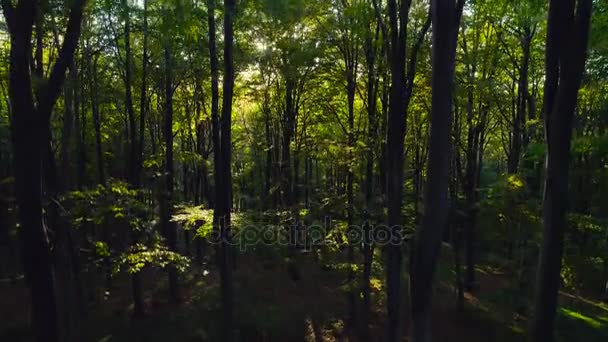 秋天森林树在山 自然绿色木背景 — 图库视频影像