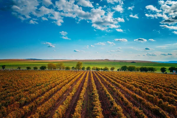Vue aérienne d'automne sur le vignoble en Europe — Photo