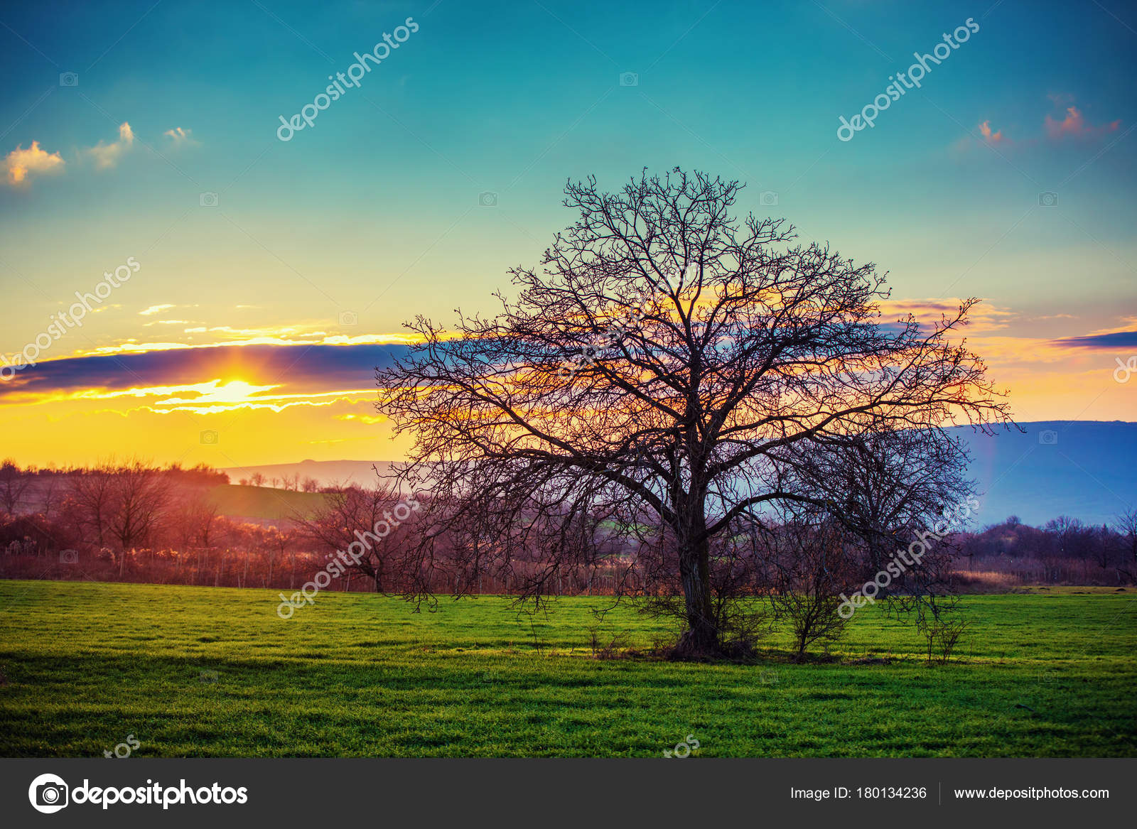 Arbre Solitaire Sur Un Champ Vert Dans Le Temps De Coucher