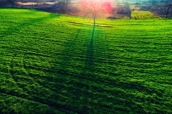 Вид з повітря на сільськогосподарські поля та дерево з їх тінями — стокове фото