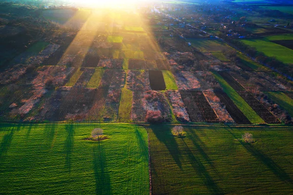 Вид с воздуха на сельскохозяйственные поля и деревья с их тенями — стоковое фото