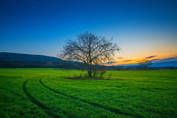 Árbol solitario en un campo verde en la puesta del sol en invierno —  Fotos de Stock