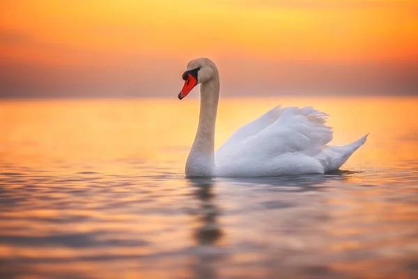 Белый лебедь в море, восход солнца — стоковое фото