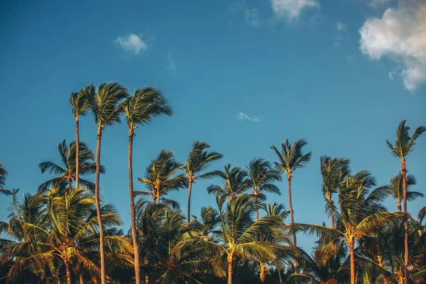Palmy w krajobraz wybrzeże tropikalne — Zdjęcie stockowe