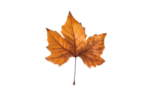 Autumn maple leaf isolated on white background — Stock Photo, Image