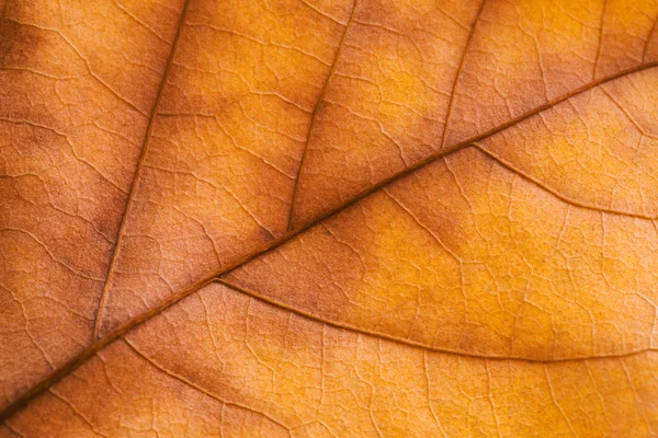 Текстура осеннего листа крупным планом, фон природы — стоковое фото