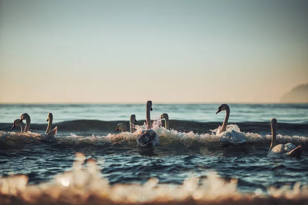 Weiße Schwäne im Meerwasser, Sonnenaufgangsschuss — Stockfoto