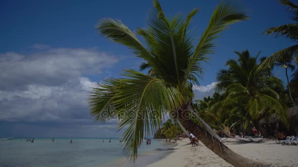 Palm Tree Tropical Island Beach Beautiful Caribbean Sea Dominican Republic — Stock Video