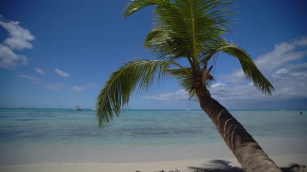 Palm Tree Tropical Island Beach Beautiful Caribbean Sea Dominican Republic — Stock Video