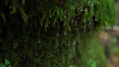 Rock kenarında büyüyen moss aşağı koşma su damlası. Yeşil yosun su damlacığı video. 