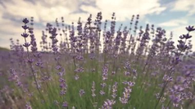 Mavi bir gökyüzü ve bulutlar arka plan Provence Fransa'da bir alandaki çiçeklenme lavanta çiçek kapat 
