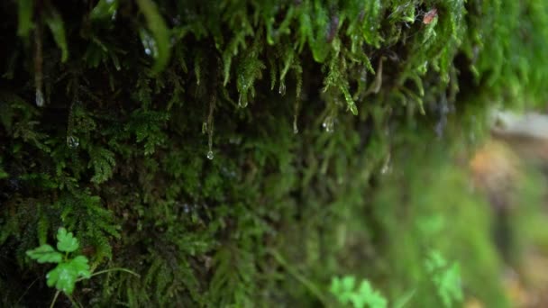 Waterdruppel Rennen Het Mos Groeit Aan Kant Van Rots Groene — Stockvideo