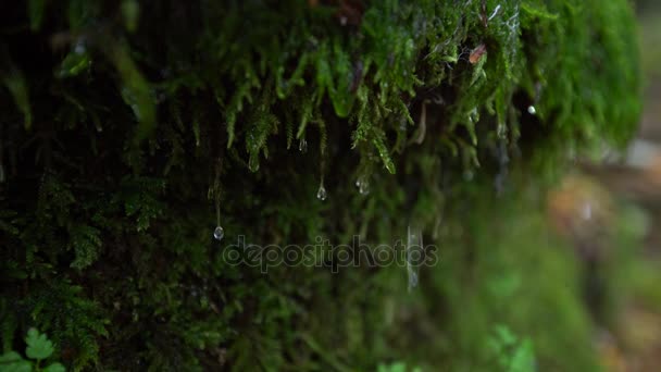 Une goutte d'eau coulant sur la mousse poussant sur le côté de la roche. Mousse verte avec vidéo gouttelette d'eau . 
