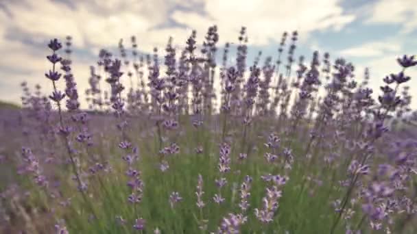 Floraison de fleurs de lavande dans un champ en Provence France sur fond de ciel bleu et de nuages  