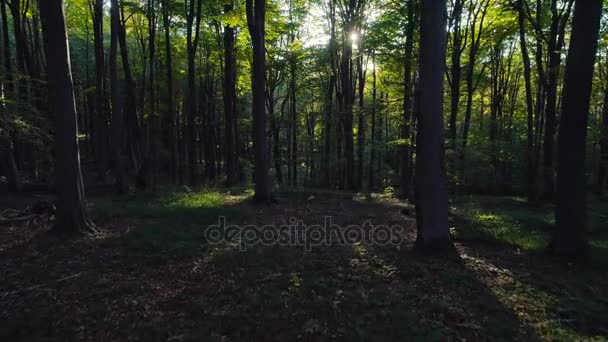 Podzimní Lesní Stromy Hoře Přírodní Zelené Dřevo Slunce Jako Pozadí — Stock video