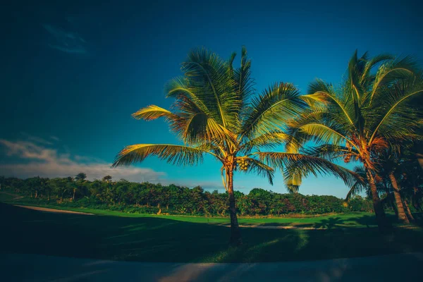 Golf Sahası. Bir golf sahası palmiye ağaçları ile güzel manzara — Stok fotoğraf