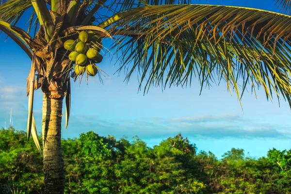 Palmier et nature tropicale sur une île exotique dans la mer des Caraïbes — Photo