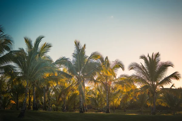 Campo da golf immerso nel verde. Punta Cana resort, Repubblica Dominicana — Foto Stock