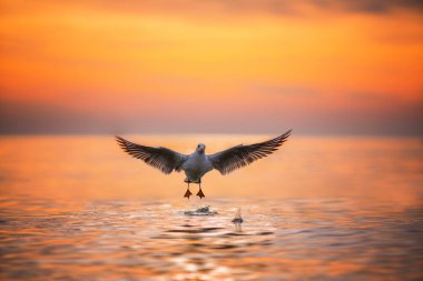 Güneş doğarken denize iniş martı