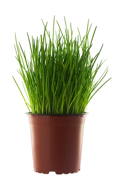 Grass in flowerpot isolated on white — Stock Photo, Image