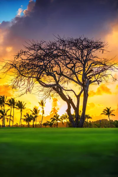 Тропічний поле для гольфу на заході сонця в Домініканській Республіці, Пунта-Кана — стокове фото