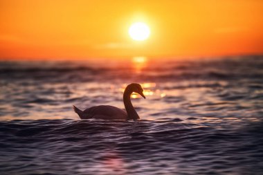 Siluet beyaz kuğu denizin gündoğumu atış