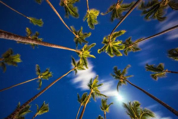 Cocos palm bomen perspectief zicht 's nachts — Stockfoto