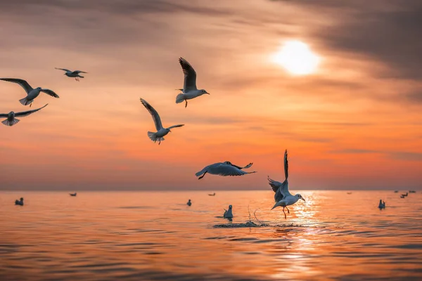 Fiskmås flyger i himlen vid soluppgång — Stockfoto