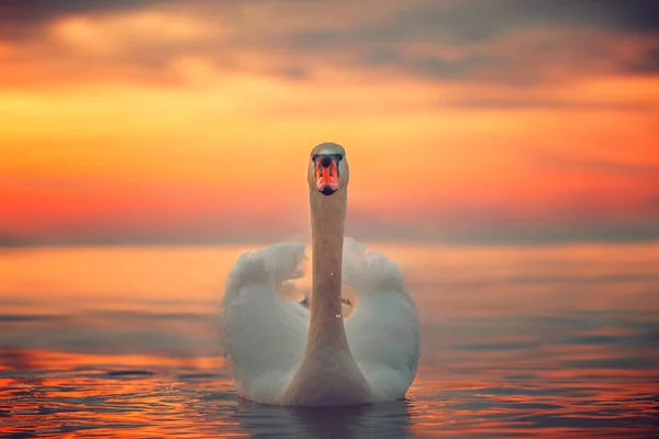 Cisne blanco en el mar, disparo al amanecer — Foto de Stock