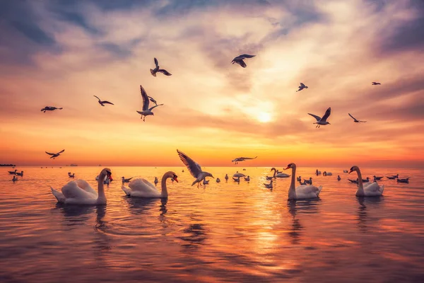 Білі лебеді в морі, схід сонця постріл — стокове фото