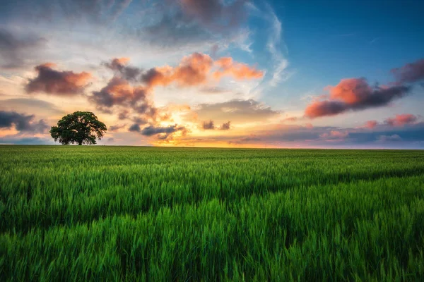 Tree in the field and sunset clouds in the sky — Stock Photo, Image