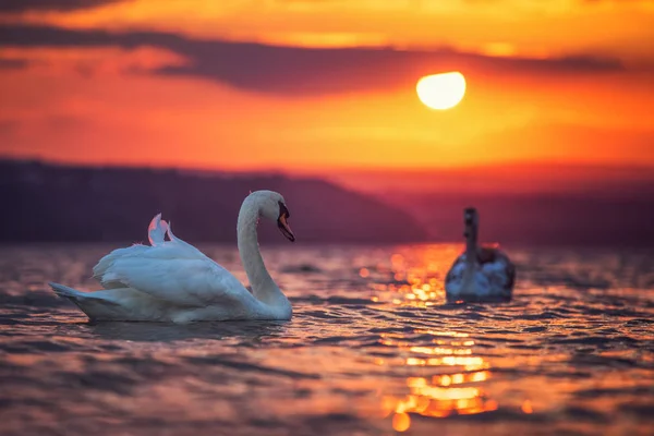 Cisnes en el mar y hermosa puesta de sol — Foto de Stock