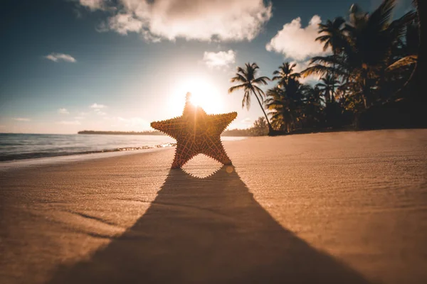 Zeester Het Strand Bij Zonsopgang — Stockfoto