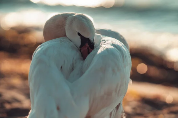 Bílé labutě v moři, úsvit — Stock fotografie