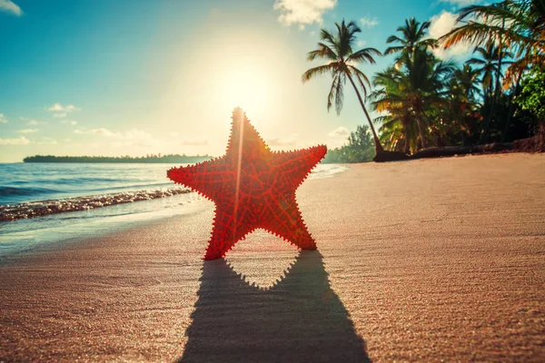 Estrella de mar en la playa al amanecer — Foto de Stock