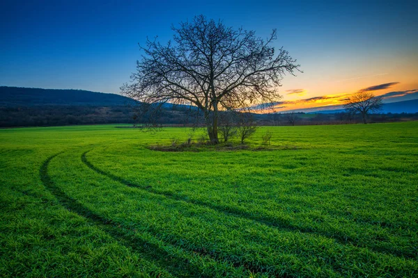 Ensamt träd på ett grönt fält sunset vintertid — Stockfoto