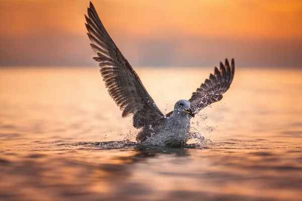 Чайка приземляється в морі на сході сонця — стокове фото