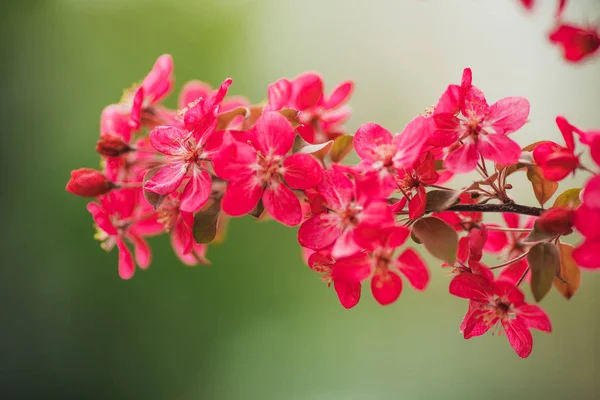 Flores na árvore. Árvore de flor — Fotografia de Stock