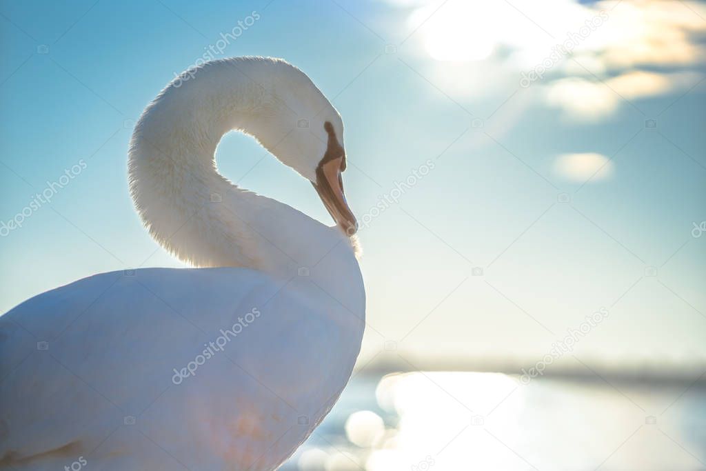 White swan in the sea,sunrise shot