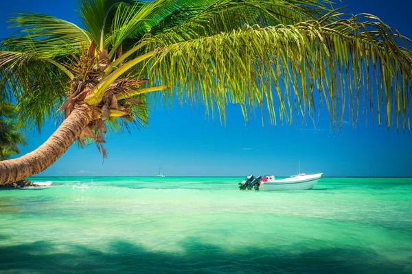 Palma y playa tropical en Punta Cana, República Dominicana — Foto de Stock