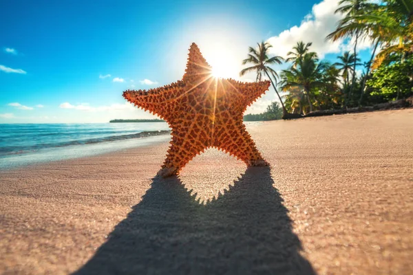 Starfish na praia da ilha ao nascer do sol — Fotografia de Stock