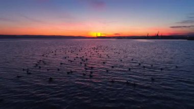 Gün batımı drone uçuş göl üzerinde. Küçük ördek suda yüzen