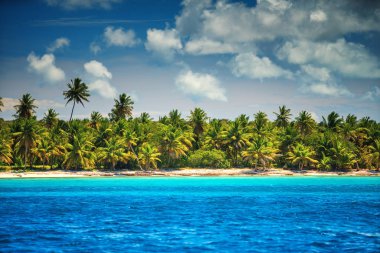 Palmiye ağacı ve tropikal plaj, Saona Adası. Dominik Cumhuriyeti