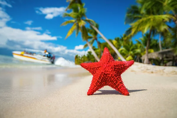 Seastar または海のヒトデ立っている島の — ストック写真