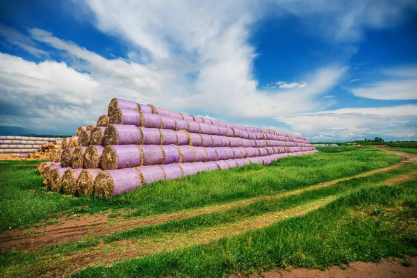 Ronde haybales tijdens de oogst, zomer landschap onder de blauwe hemel — Stockfoto