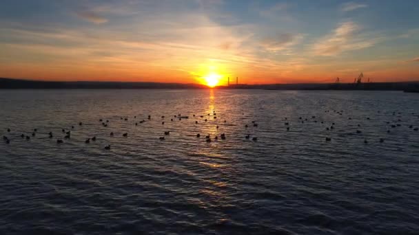 Vôo Drone Por Sol Sobre Lago Patos Água — Vídeo de Stock