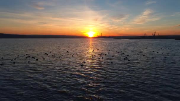 Під Час Заходу Сонця Drone Політ Над Озером Вода Качок — стокове відео